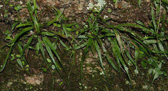 拼音mǎ dēnɡ cǎo别名过桥草出处《河南中草药手册》来源为铁角蕨