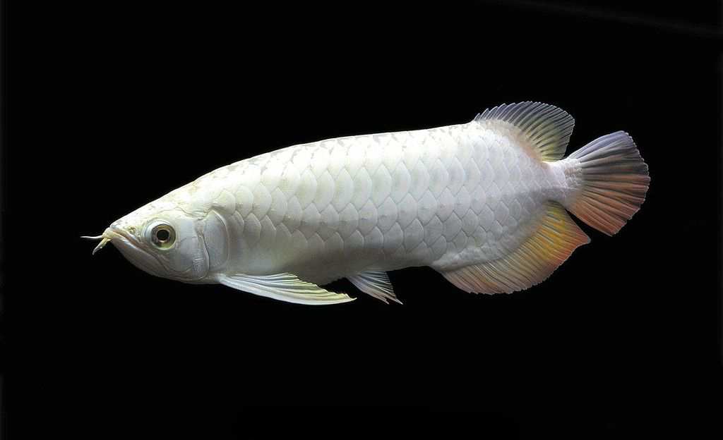 白金龙鱼我个人理解为就是硬仆骨舌鱼的一种,只是它演化出一种独特的