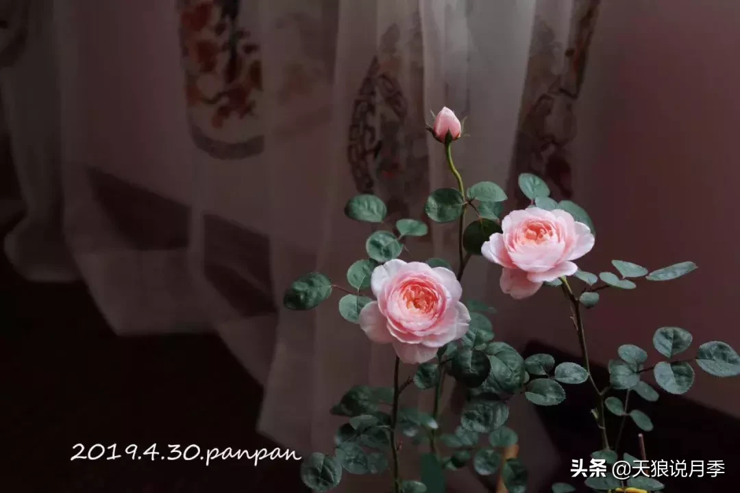 瑞典女王月季一年开几次花（瑞典女王的多年记录及讲解）