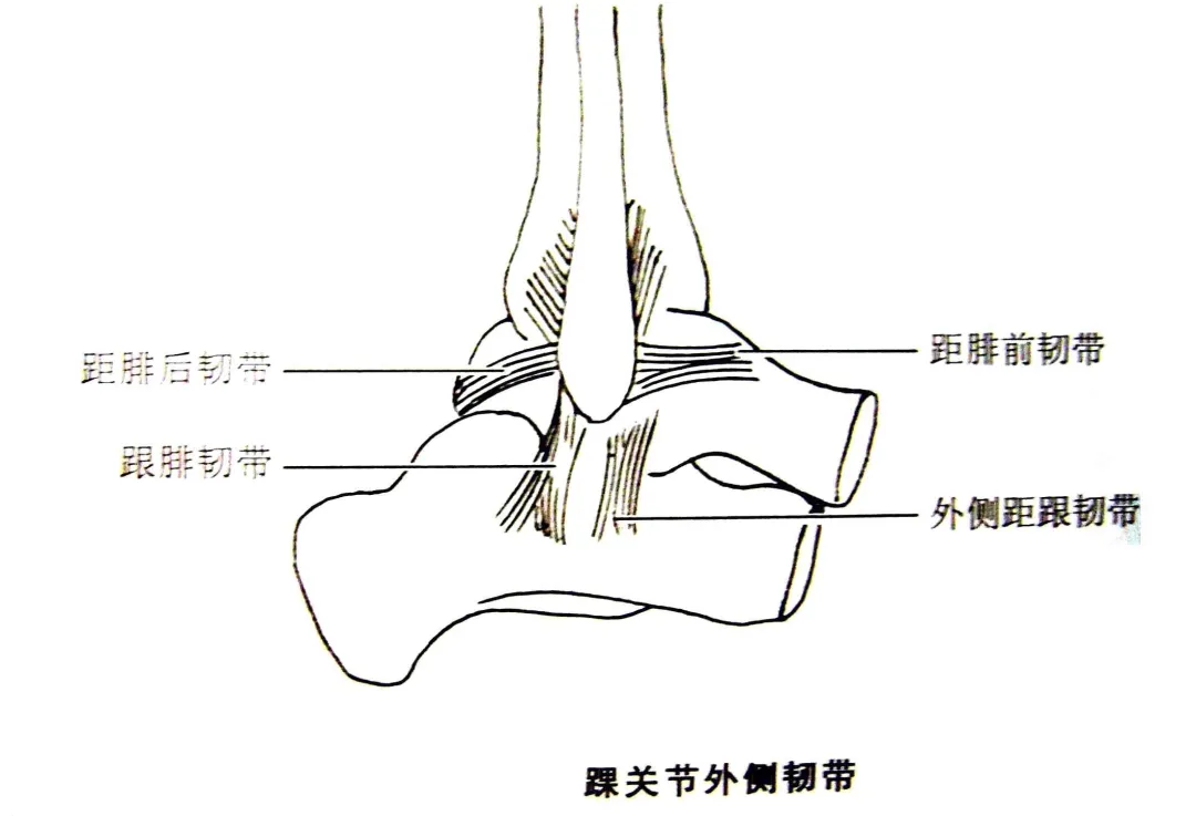 崴脚后如何初步判断骨头是否受伤（体能康复指南）