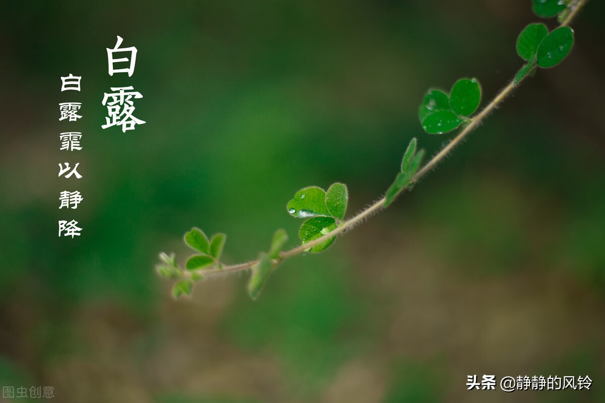 蒹葭苍苍、白露为霜。白露，一个如诗般优美的节气