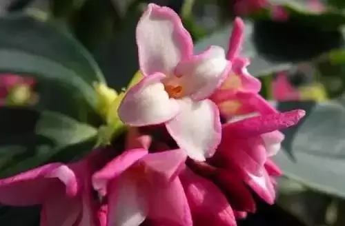 广州市市花是什么（全国56个城市的市花介绍）