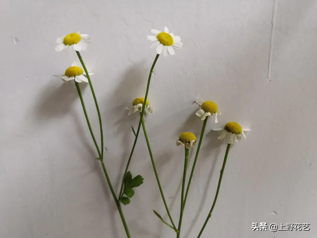 洋甘菊花适合送给什么人（洋甘菊花语把心底的阳光拿出来）