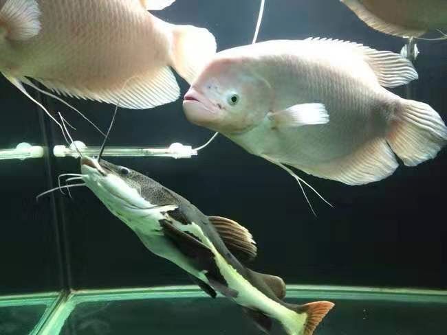 各位魚友大家好,我是養魚老道,更多觀賞魚飼養,繁殖實踐知識,敬請大家