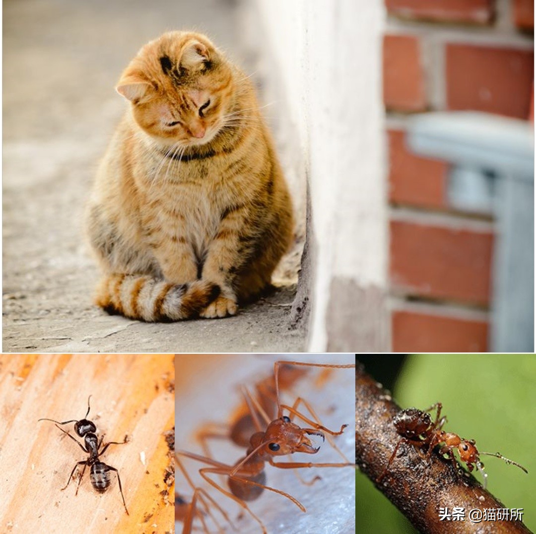 猫身上的寄生虫有哪些（6种常见猫咪寄生虫图鉴）