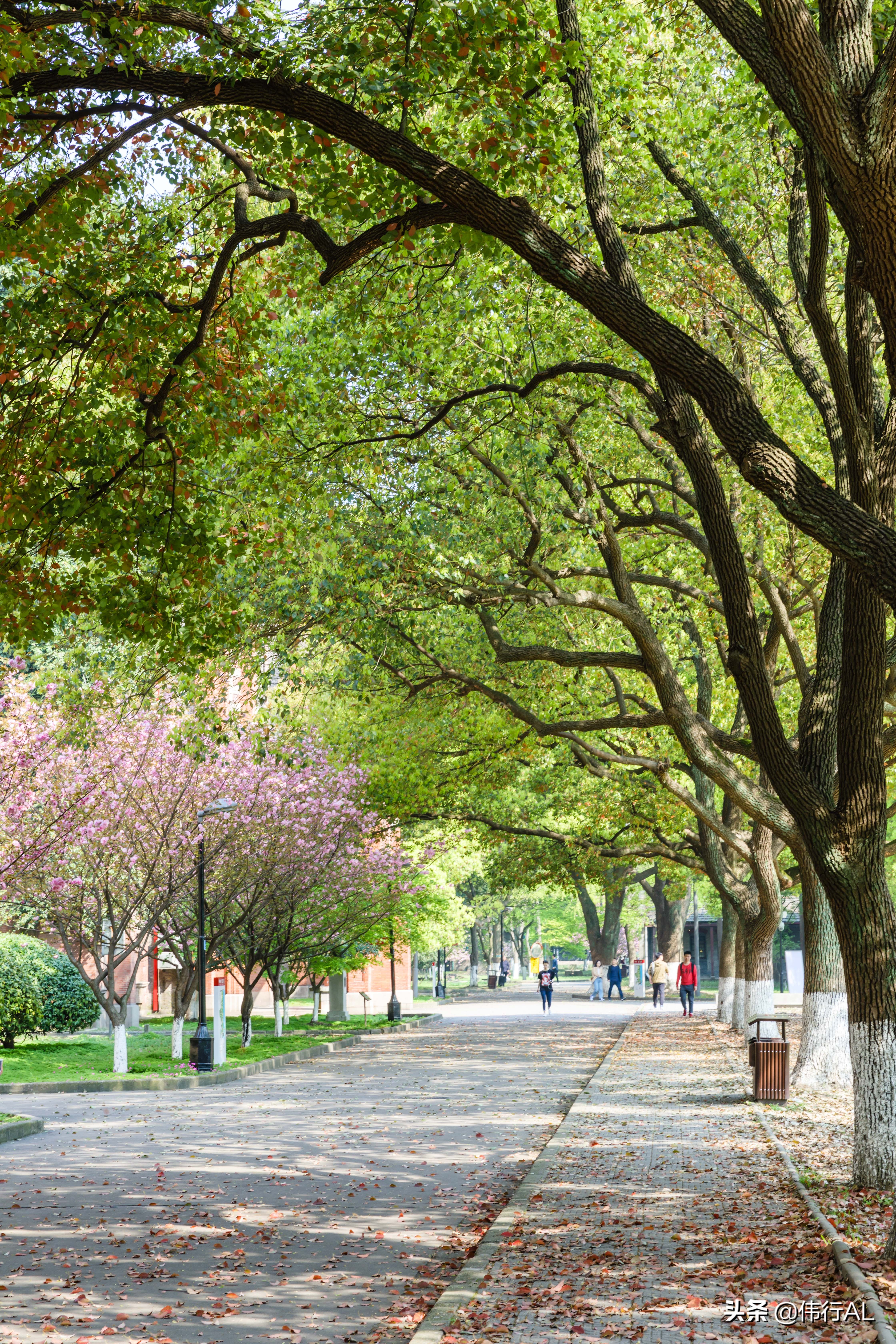 苏州大学 校园风光图片