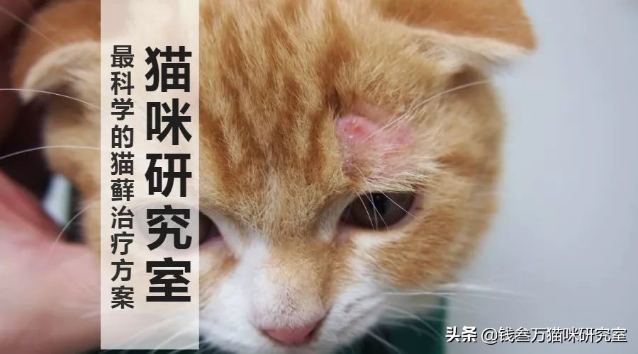得了猫藓又不想吃药怎么办？4套递进强化的外用药方案