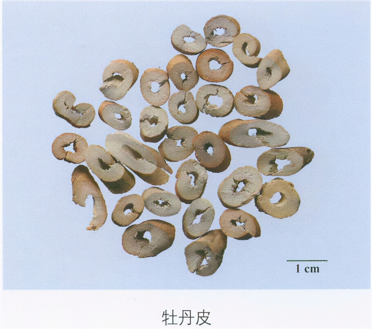 穿心莲的图片(中药鉴定) - 赤虎壹号