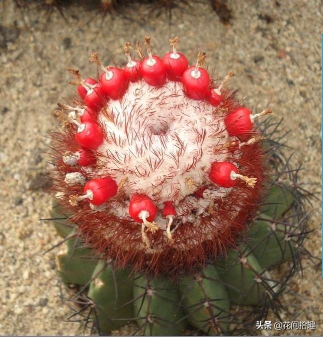 多肉植物图鉴（二十三）——仙人掌系列（白檀、蓝云、天轮柱等）