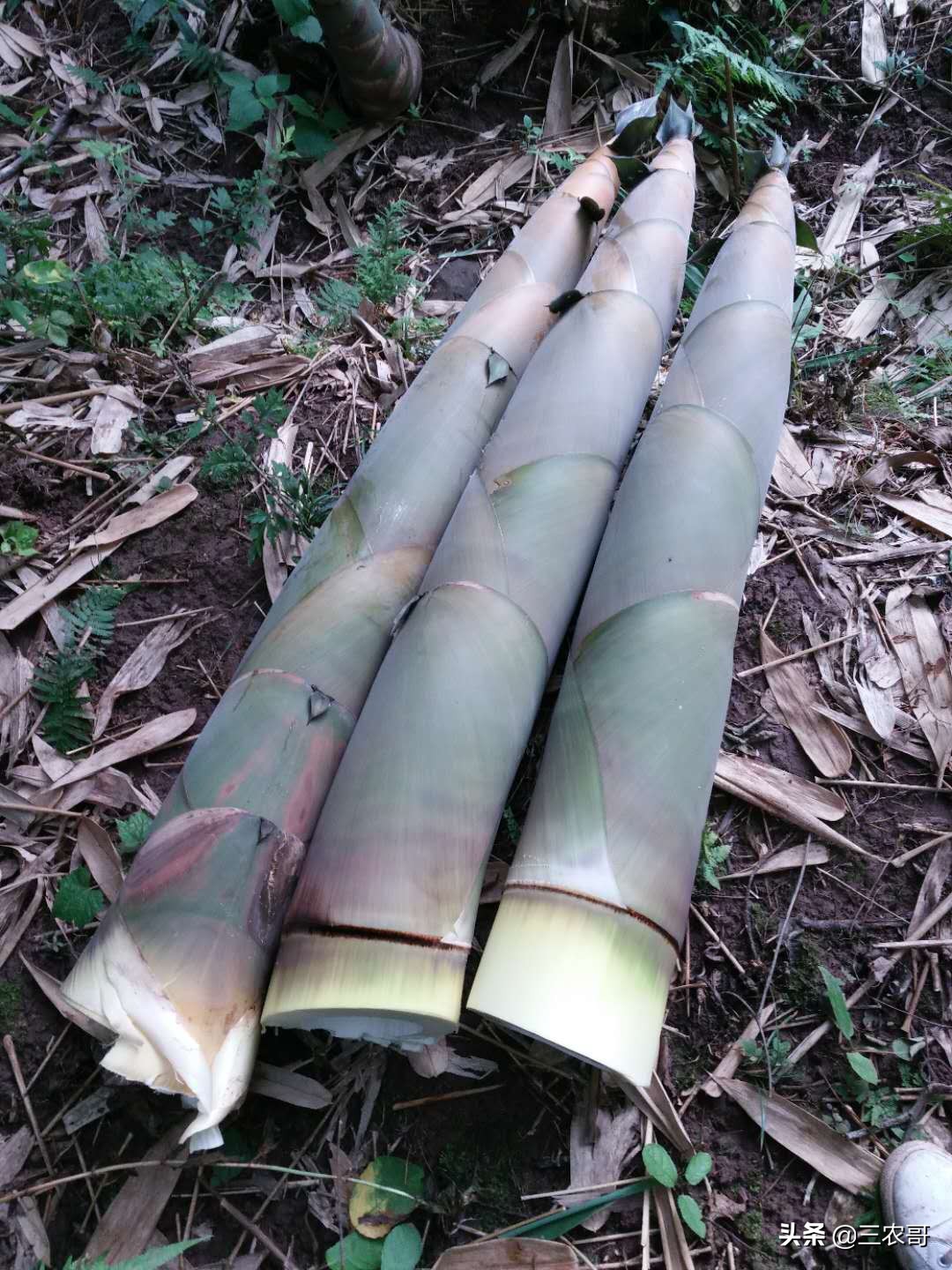 一亩雷竹要投资多少钱(土地退耕还林种麻竹没啥用) - 价格百科