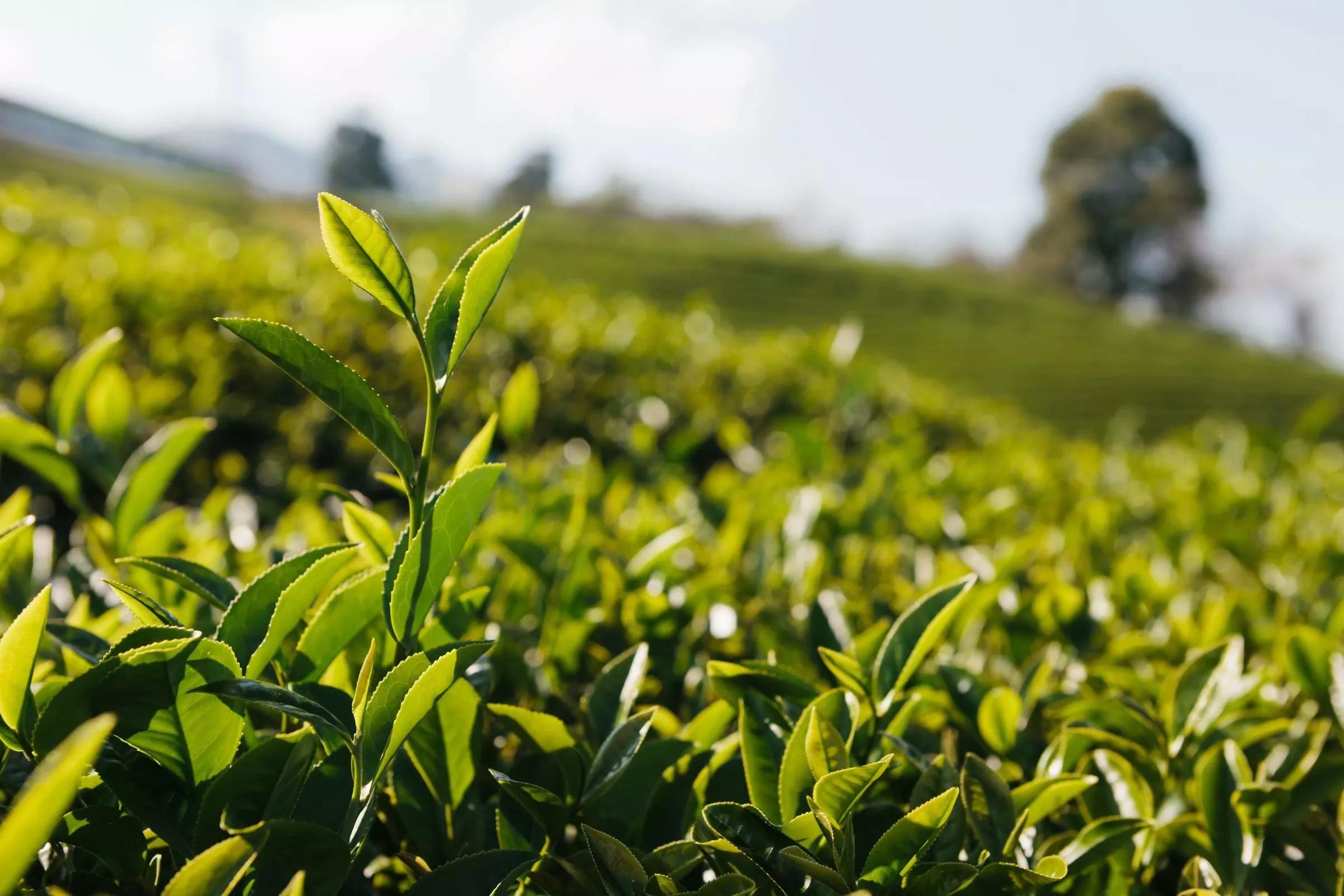 绿茶的分类及特点