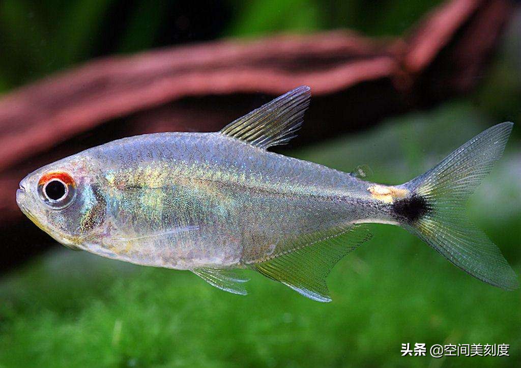 头尾灯鱼hemigrammusocellifer
