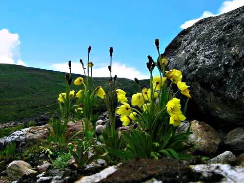 植物绿绒蒿图片(带你看惊艳世界的云南8大名花)