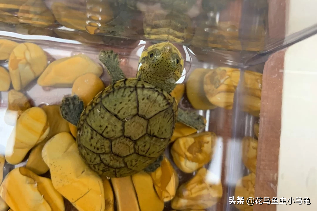十大深水龟排名图片（18种常见的乌龟每种都有特色）