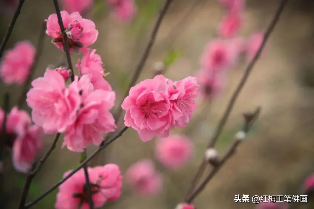 在唐诗宋词里，任伯年画春燕，许你一场春暖花开