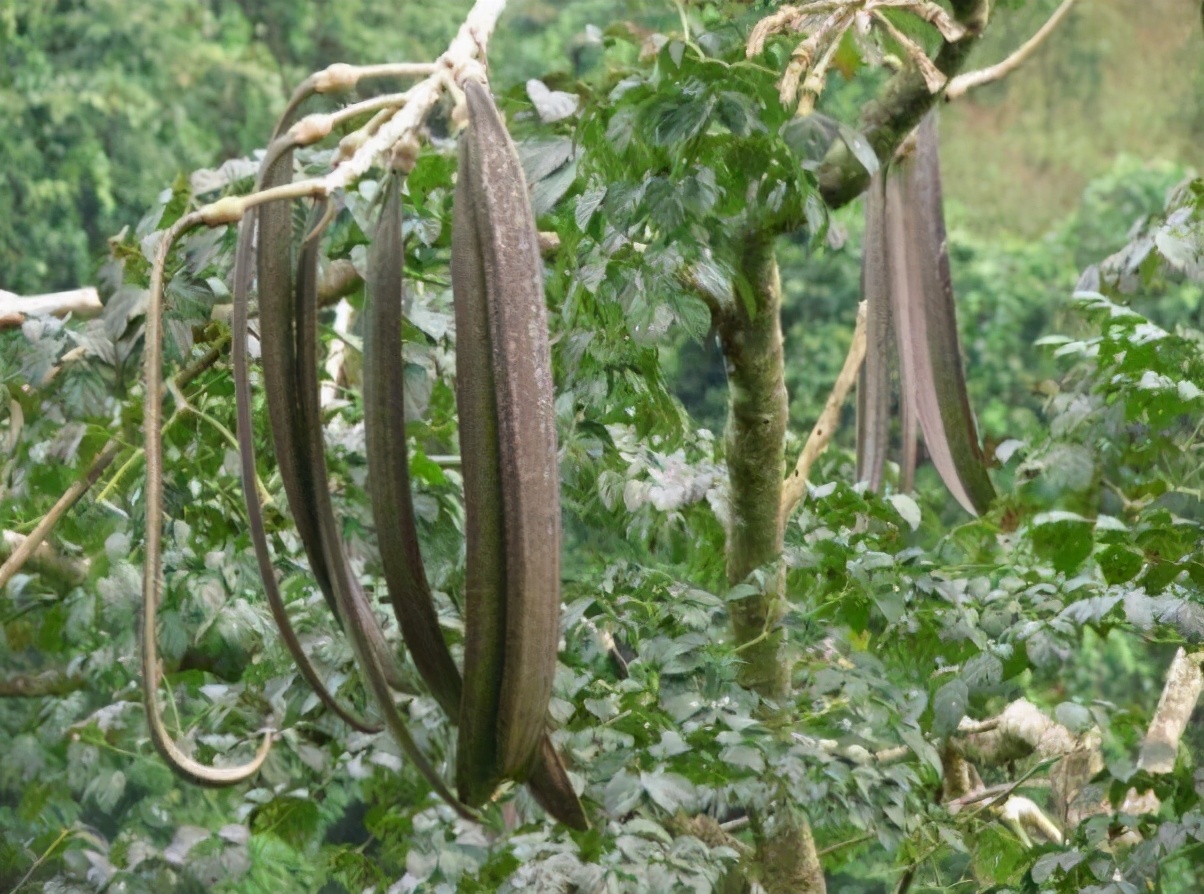 千层纸别名 -生活知识库-动动脑