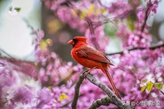 心软的人，最苦