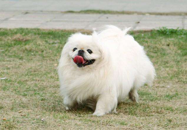 宠物狗的名字(宠物狗的名字怎么取)-第14张图片-尚力财经