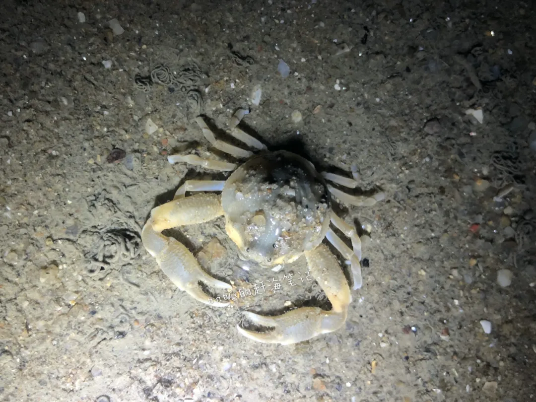 隆线肝突蟹 pyrhila carinata图文创作:叽呱(感谢 @拍螃蟹的张小蜂