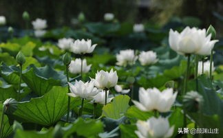 描写荷花诗词(38首)