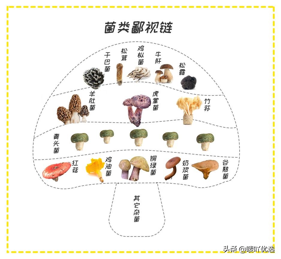 鸡枞菌读cong还是zong（云南美食，鸡枞正确读法）