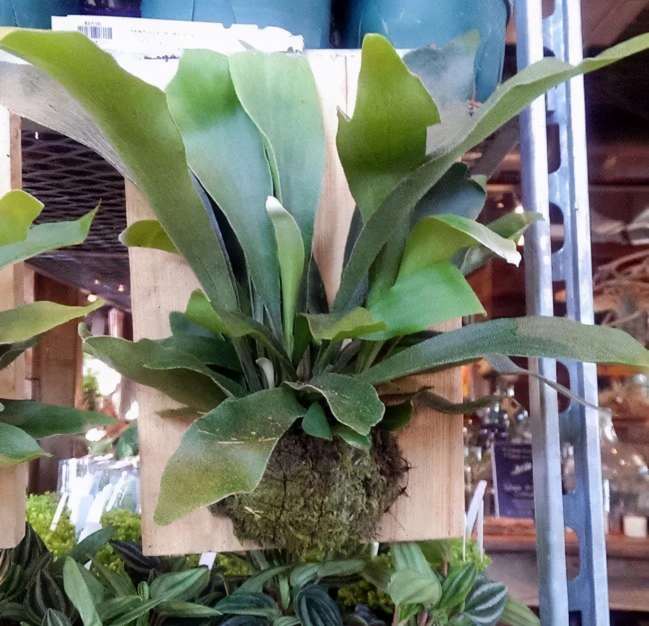 凤尾蕨的功效与作用(盘点几种观赏蕨类盆栽)