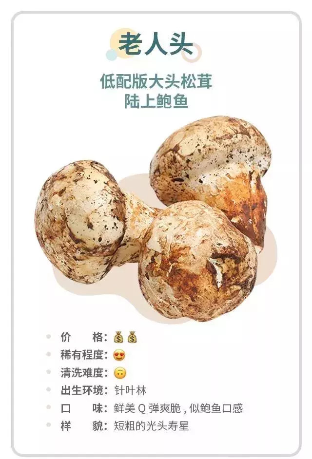 农村常见的无毒蘑菇（无毒可食用野生菌图鉴）