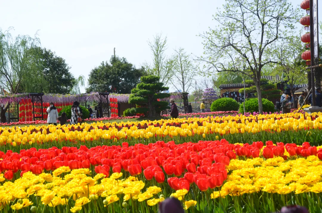 诗词中亭亭玉立的郁金香