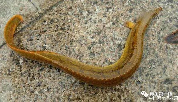 22.刺鰍:刺鰍科,mastacembelus aculeatus (basilewsky),剛鰍,刀鰍.