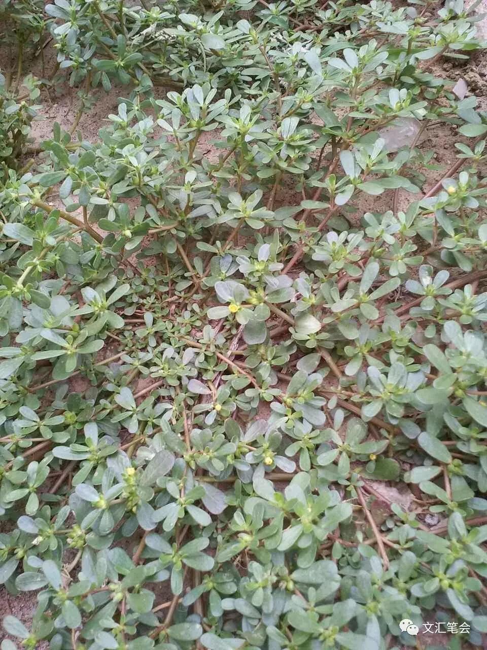 41种常吃的野菜,人间至味～你认识哪个野菜呢?