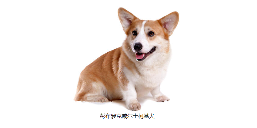 辟谣：三色柯基比双色贵？商家的骗局而已，柯基的分类与颜色无关