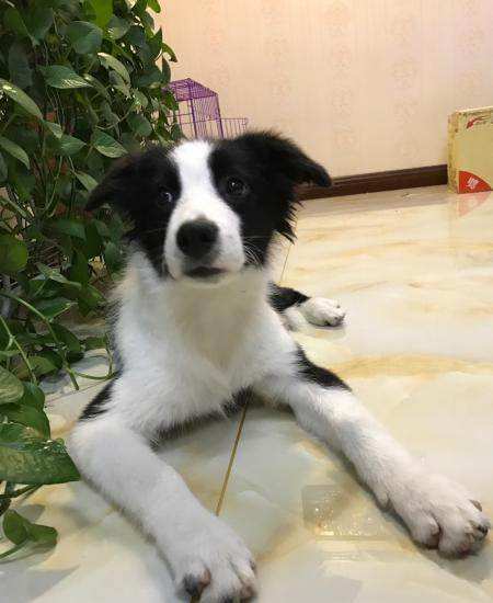 邊境牧羊犬如何訓(xùn)練,邊境牧羊犬如何訓(xùn)練方法