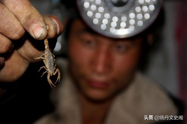 贺兰山近2000人组团抓蝎子，每天几百斤！暴利下面隐藏什么危机？