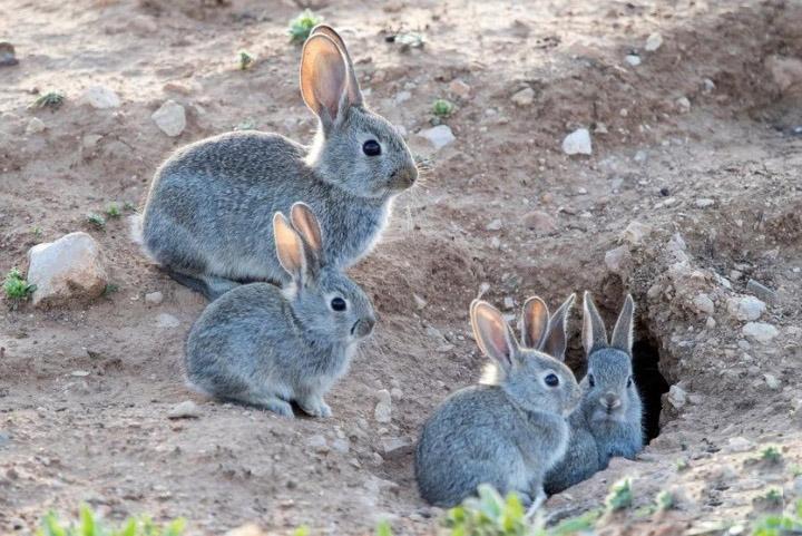 十只兔子的故事的真相(“人兔大战”150年缠斗，澳大利亚完败，100亿野兔泛滥为何不吃？)