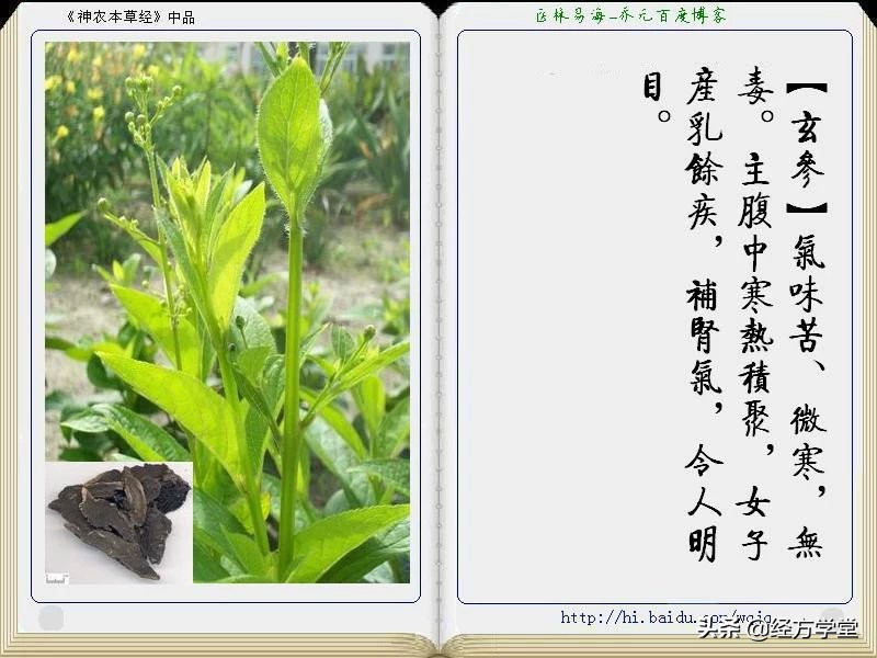 《神农本草经》全册图文解析 建议收藏