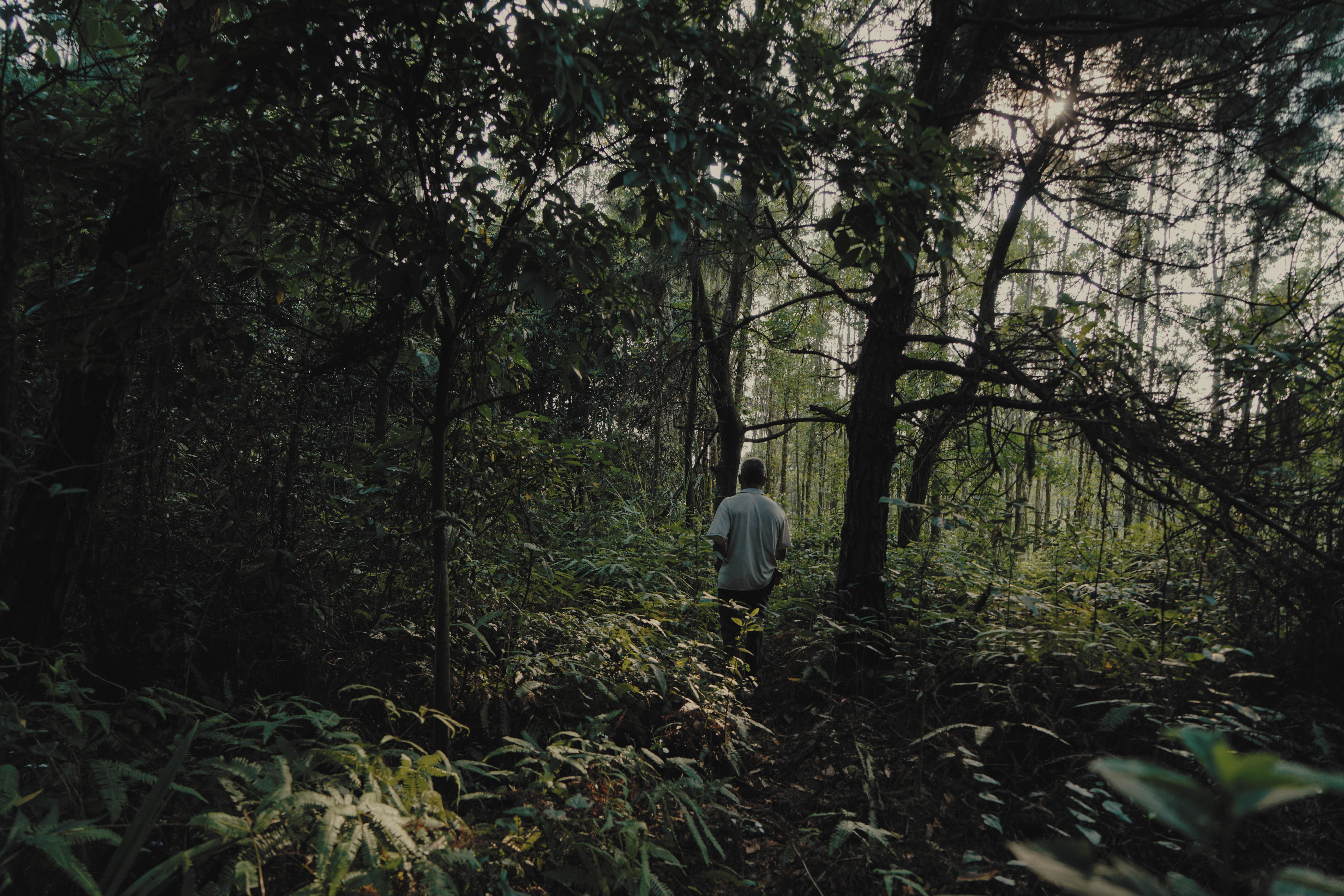 桉树下的绝望与罪恶