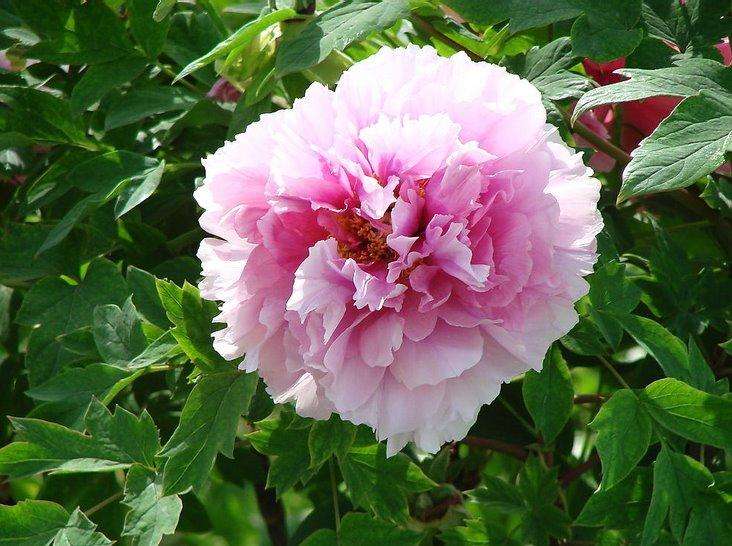 鲜艳的牡丹花,富贵的花中之王,名贵品种你认识吗