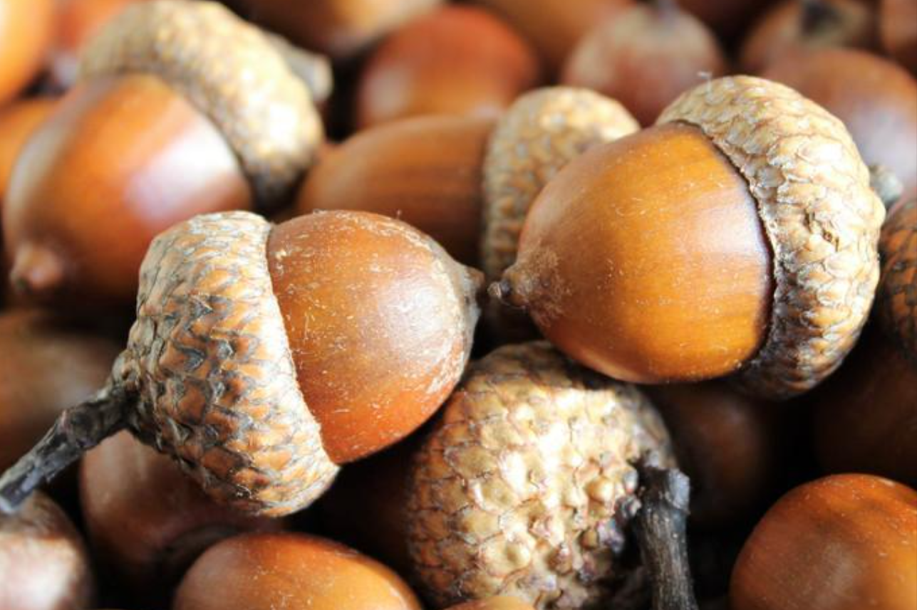 橡子树图片(被) - 赤虎壹号