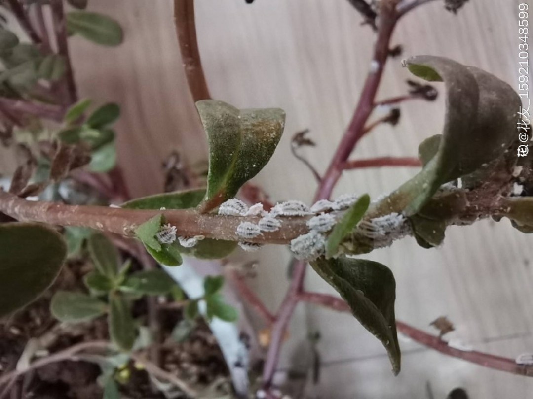 家里七星瓢虫怎样清除(家里七星瓢虫怎样清除夏天) - 风集网