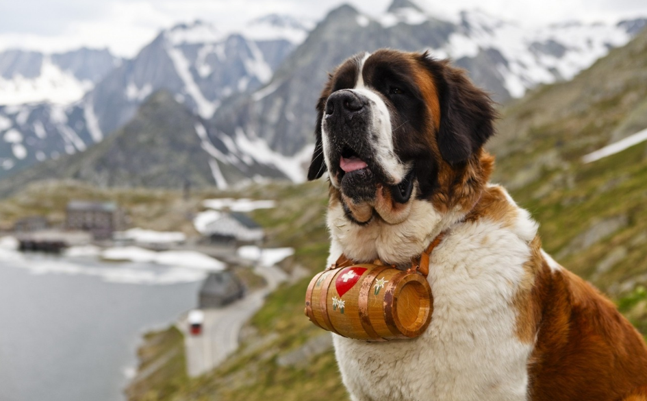 瑞士狗狗品种大全图片
