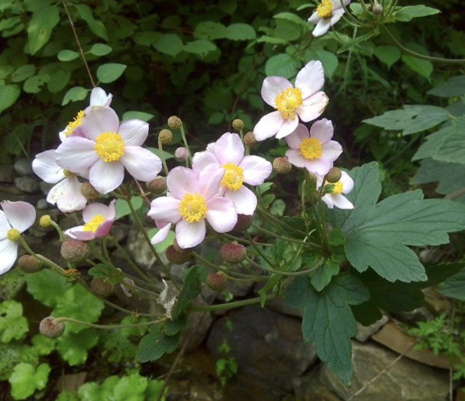 会开花的"野草",被称为"野棉花",看着漂亮,养1盆观赏!