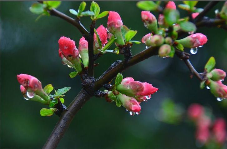 宋-张耒春雨中偶成风从窗眼空中入,雨在檐前滴到明.