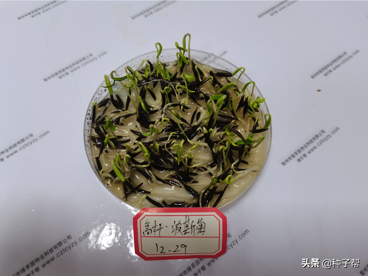 格桑花种子几月份播种（格桑花啥时候播种）-第7张图片-巴山号