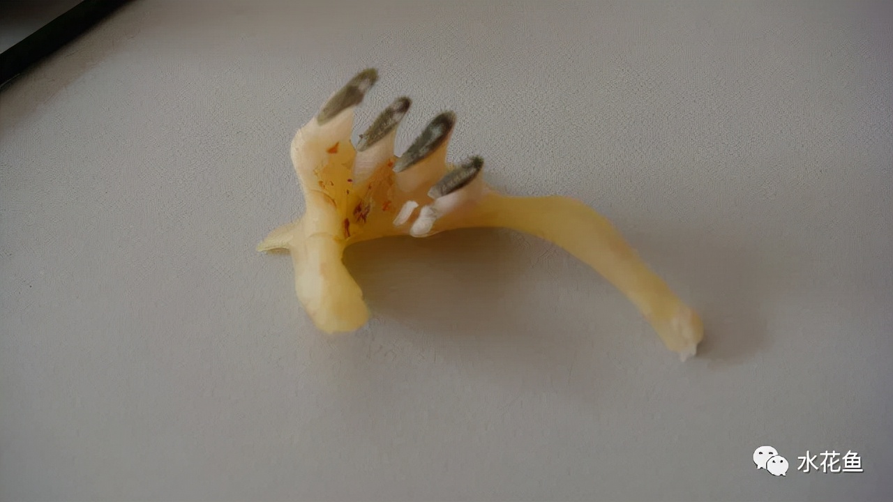 鱼类的牙齿以及草鱼的梳状栉齿：把草料切断磨碎的独特梳状咽喉齿