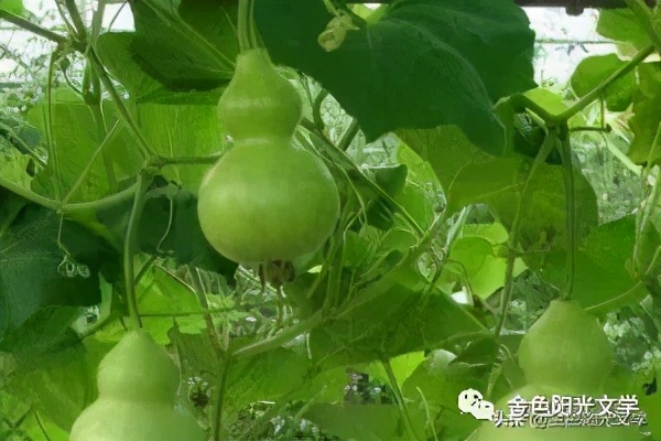 我要的是葫芦续写故事寓意
