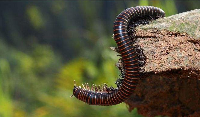 千足虫有毒吗(千足虫有毒吗图片) - 风集网