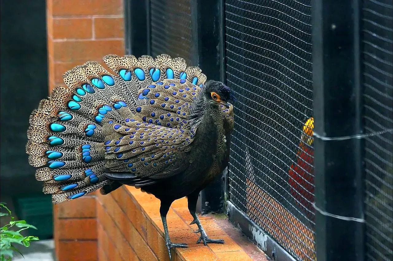 粉红色孔雀(生物相册:五彩缤纷的孔雀家族,十多种会开屏的雉科动物)