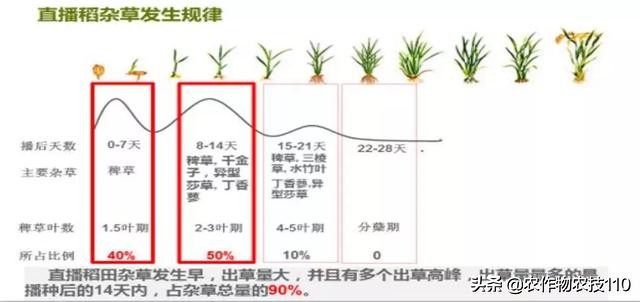 你还为水稻除草效果不好困扰吗？你还为水稻除草花钱多苦恼吗？