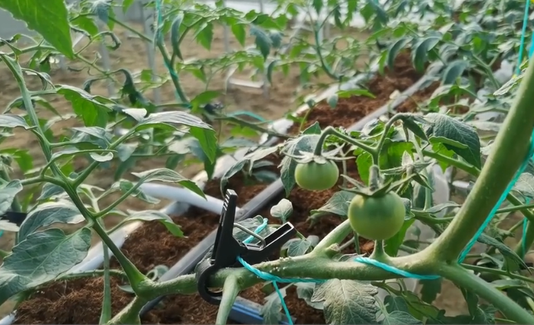 無土栽培有機蔬菜,無土栽培有機蔬菜種植方法