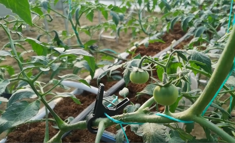 无土栽培有机蔬菜,无土栽培有机蔬菜种植方法